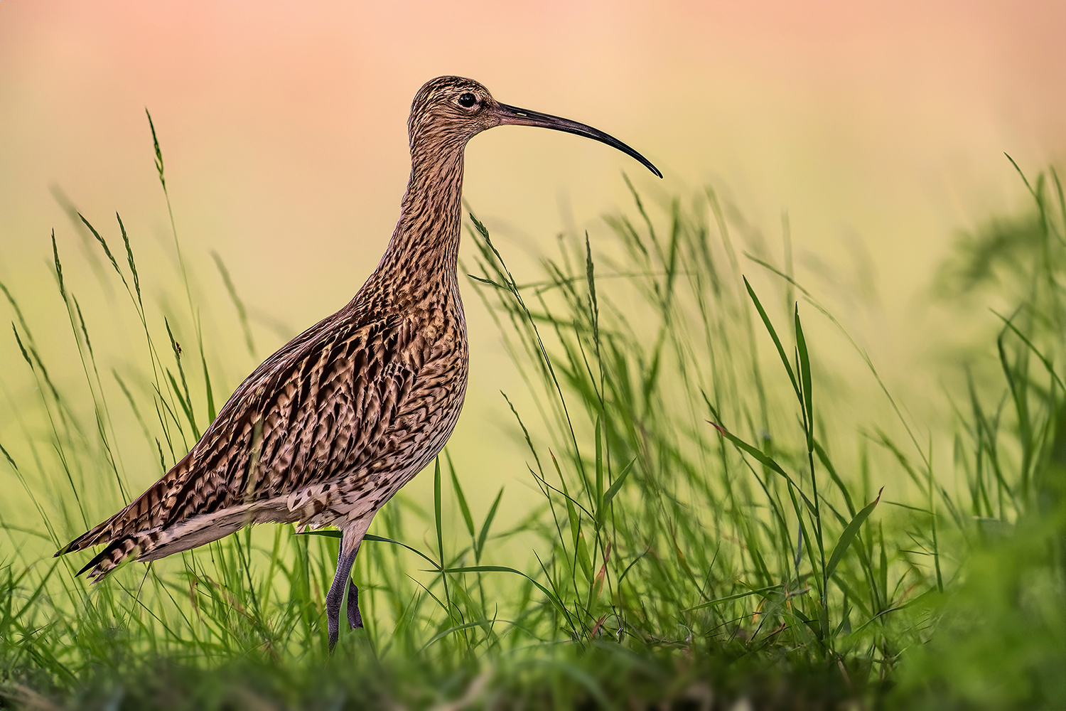 Wachsamer Brachvogel