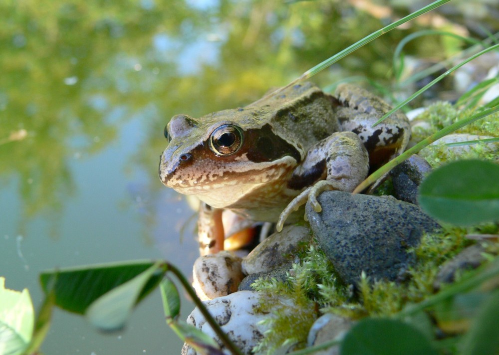 wachsamer Frosch