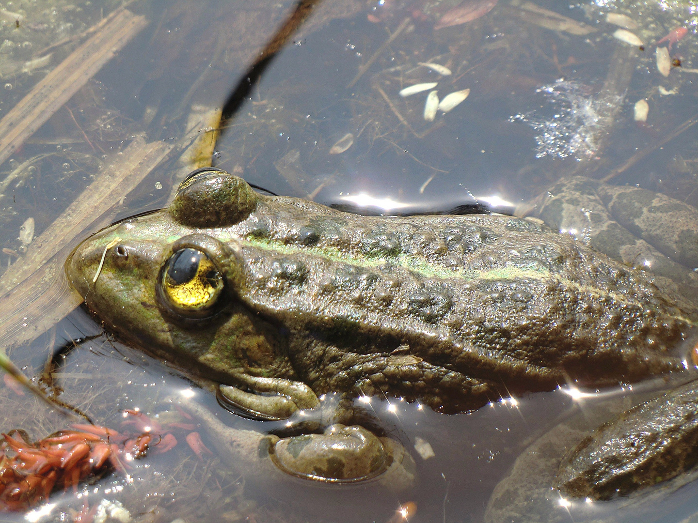 wachsamer Frosch