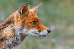 Wachsamer Fuchs