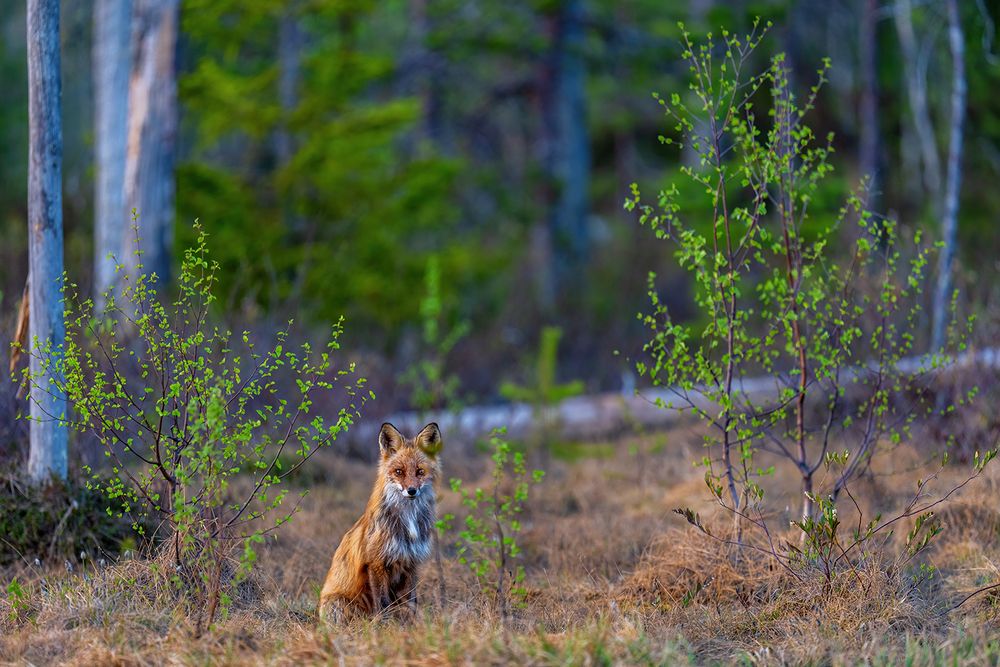 Wachsamer Fuchs