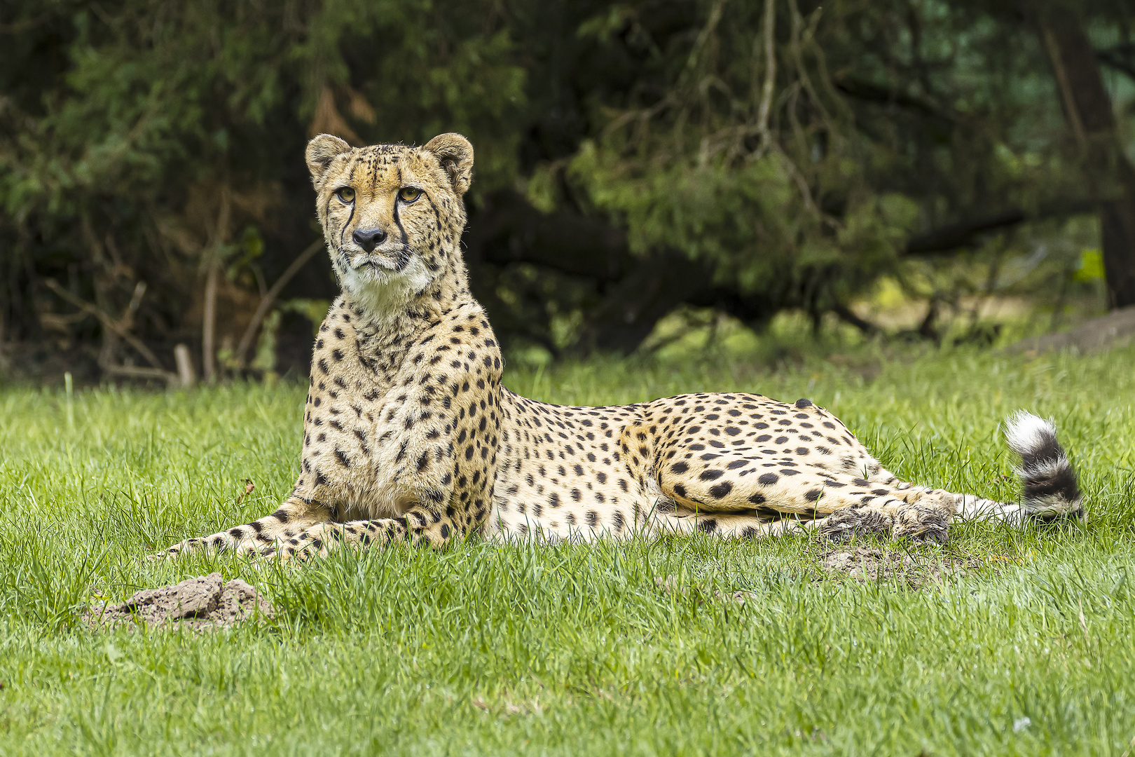 Wachsamer Gepard_MG_0042