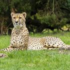 Wachsamer Gepard_MG_0042