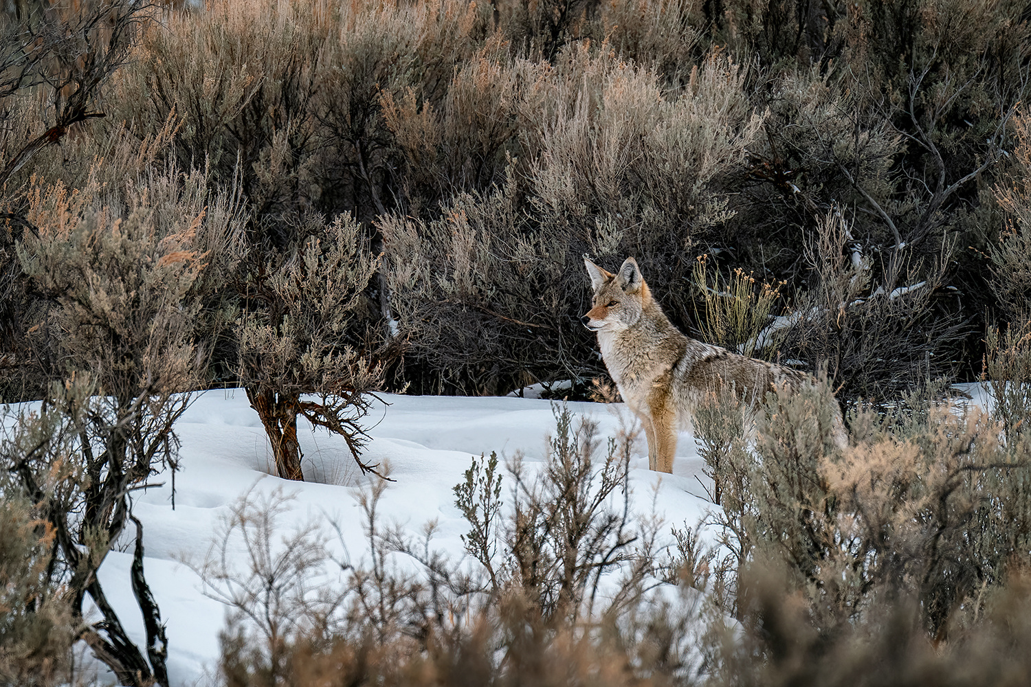Wachsamer Kojote in seinem Habitat