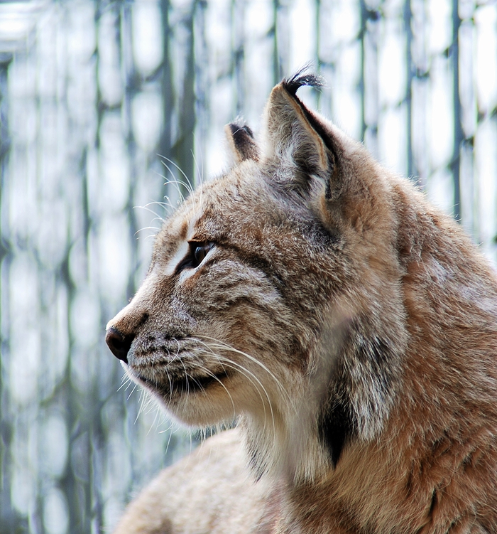 wachsamer Luchs