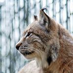 wachsamer Luchs