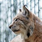 wachsamer Luchs