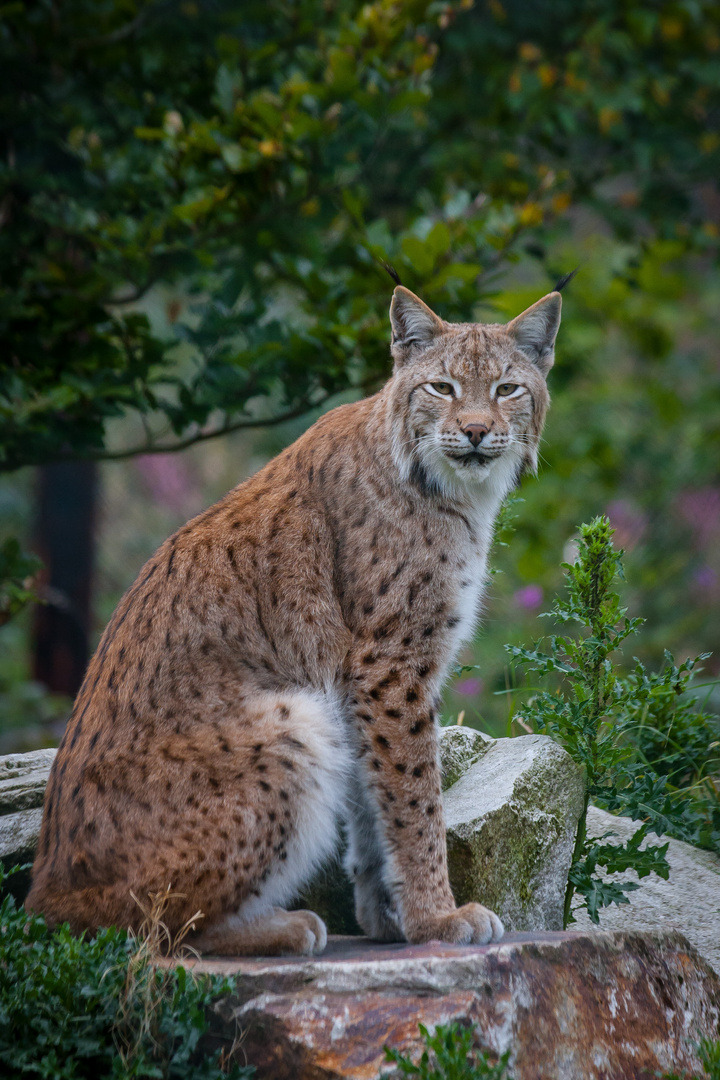 Wachsamer Luchs in der Eifel