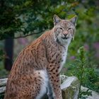 Wachsamer Luchs in der Eifel