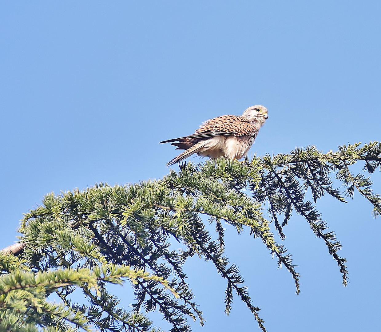 Wachsamer Turmfalke