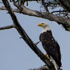 wachsamer Weißkopfseeadler