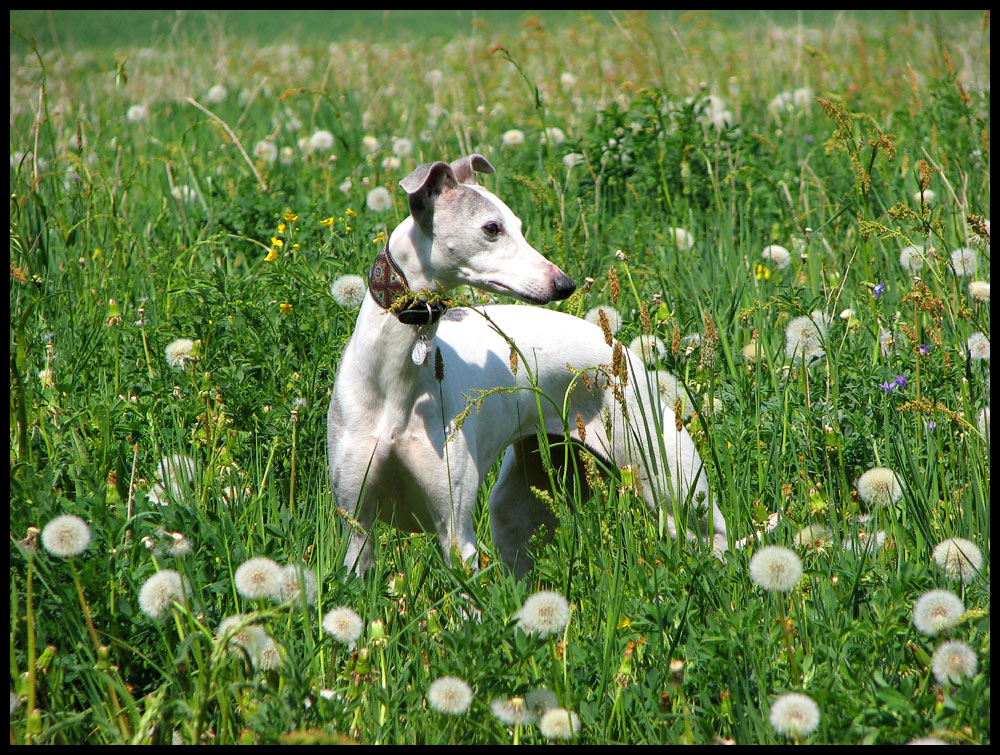 Wachsamer Whippet wittert