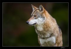 Wachsamer Wolf