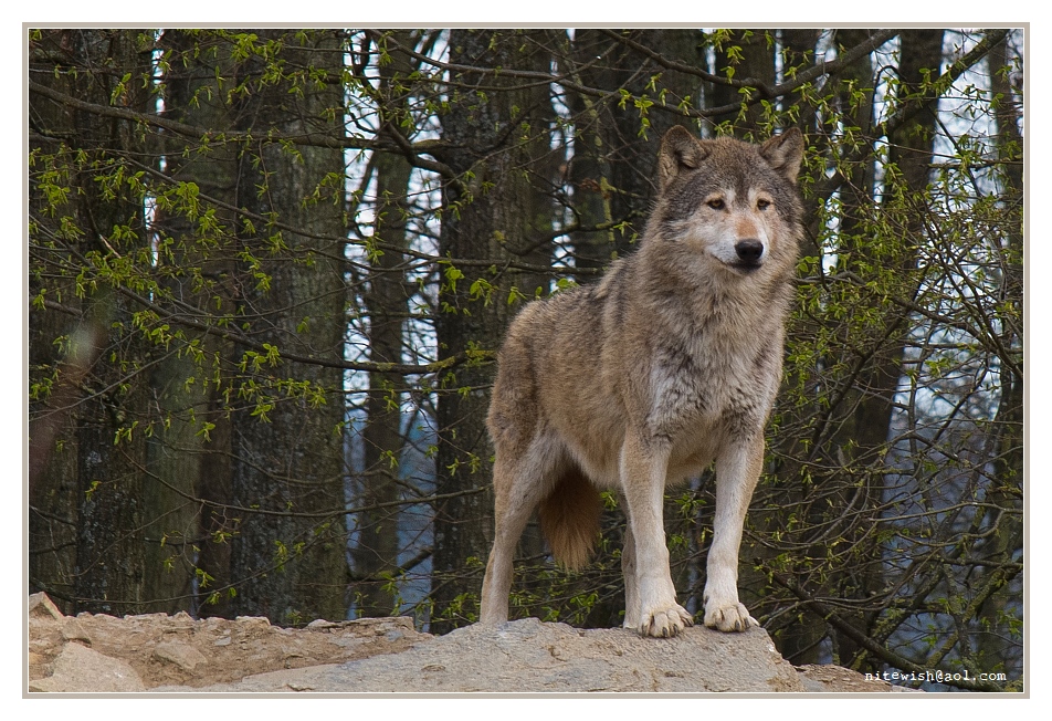 wachsamer Wolf