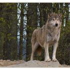 wachsamer Wolf