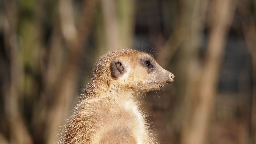 wachsames Erdmännchen