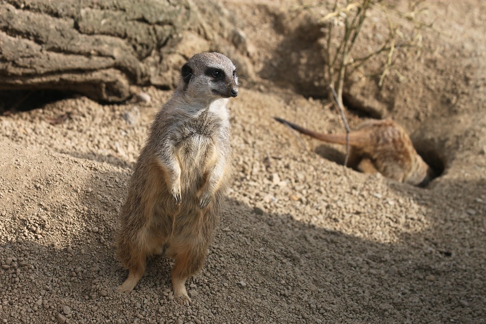 Wachsames Erdmännchen