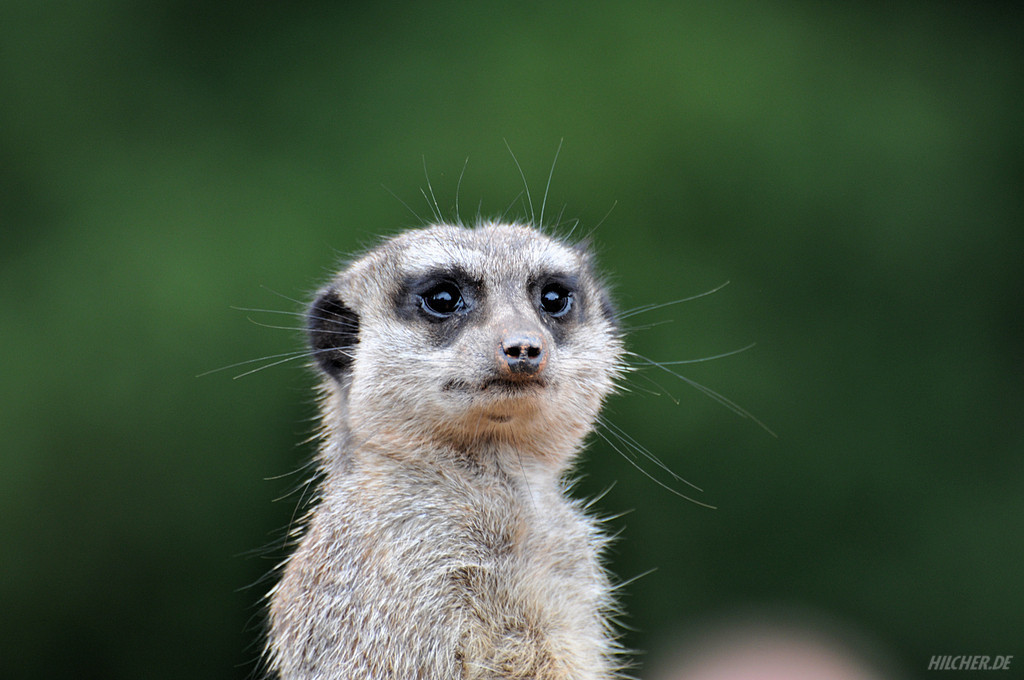 Wachsames Erdmännchen