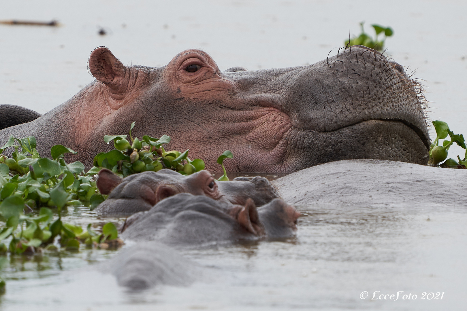 Wachsames Hippo