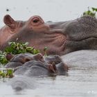 Wachsames Hippo