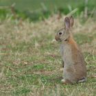 Wachsames Kaninchen