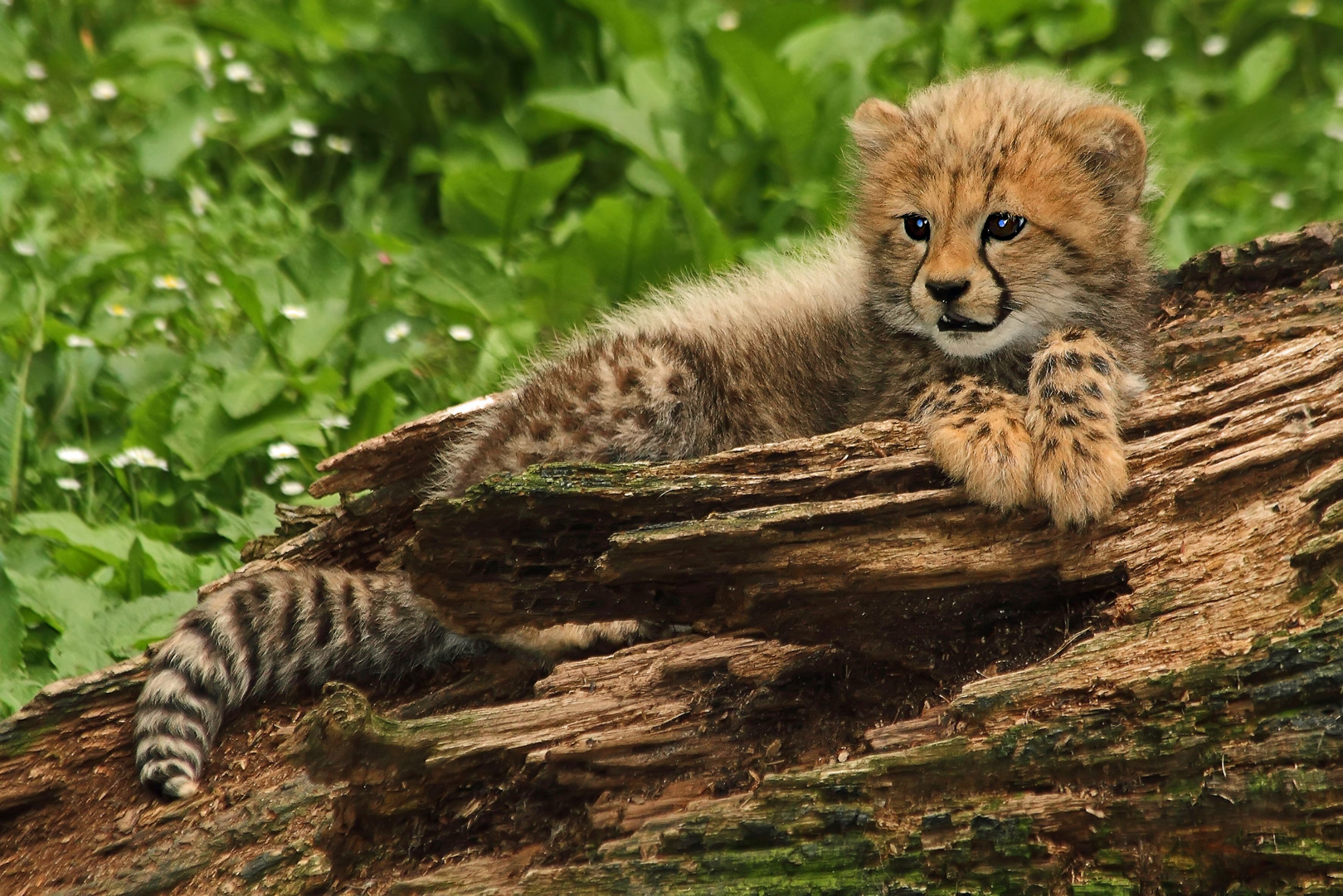 "Wachsames Kerlchen", der junge Gepard