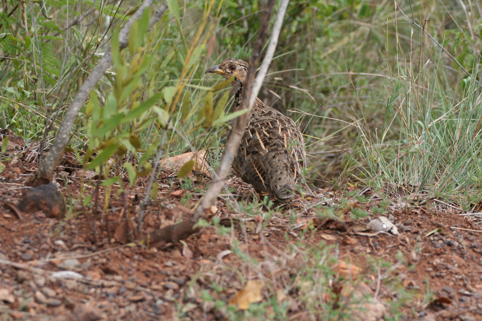 Wachsames Wildhuhn