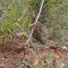 Wachsames Wildhuhn