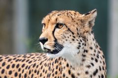 Wachsamkeit und Konzentration