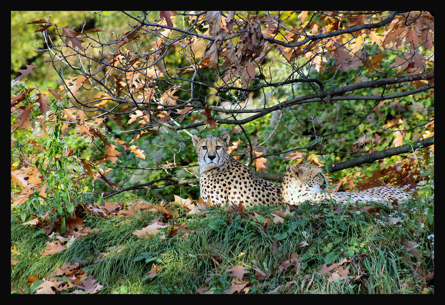 Wachsammer Gepard