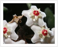 Wachsblümchen... tränende und verstorbene...