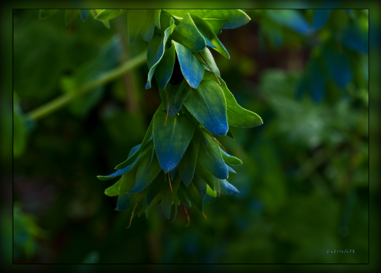 Wachsblume Blau