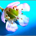 Wachsblume (Chamelaucium uncinatum)