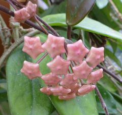 Wachsblume fasst aufgegangen