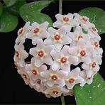 Wachsblume (Hoya), auch Porzellanblume genannt ...