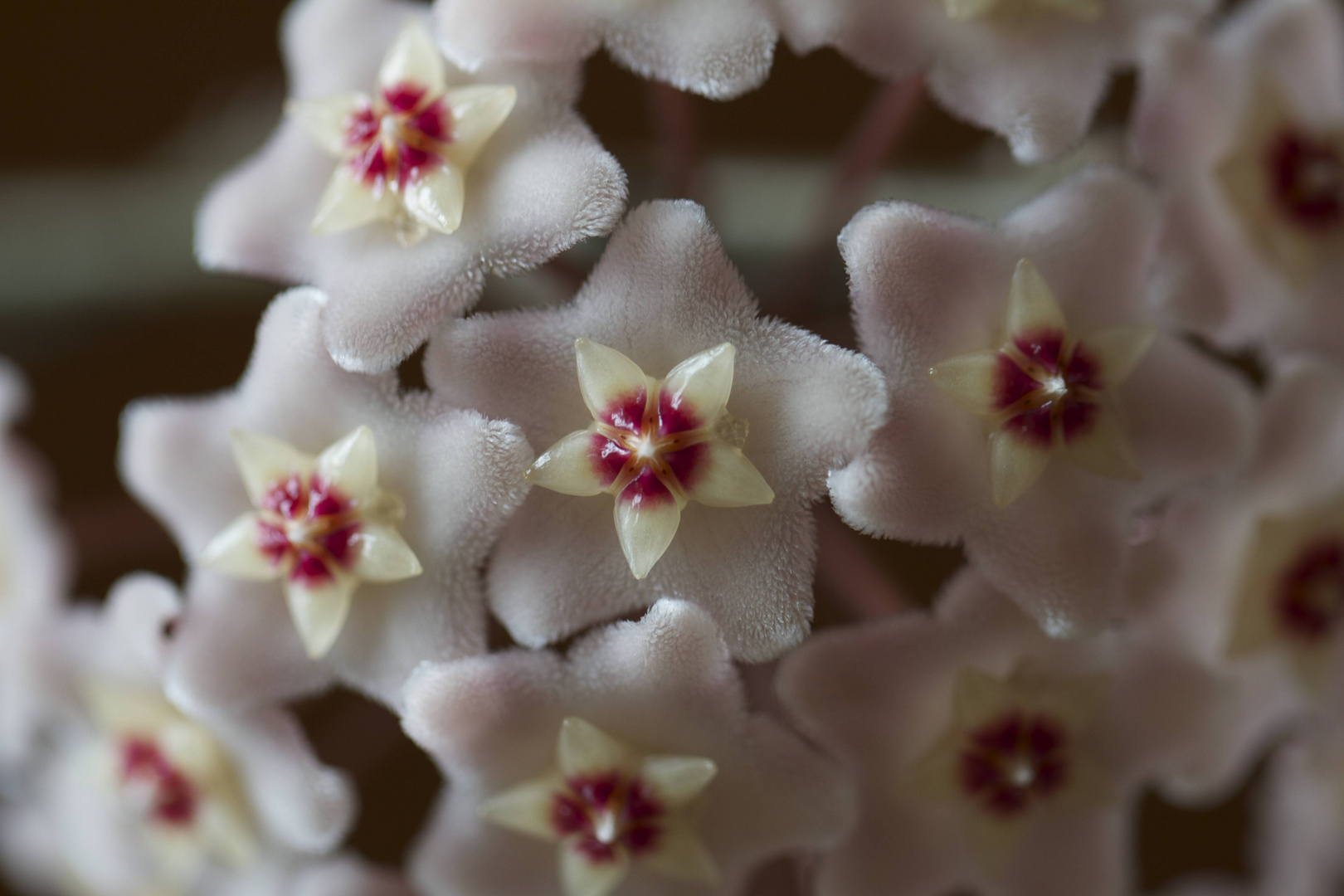 Wachsblume (hoya carnosa)