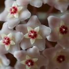 Wachsblume (hoya carnosa)