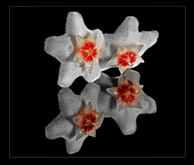 Wachsblume (Hoya carnosa)