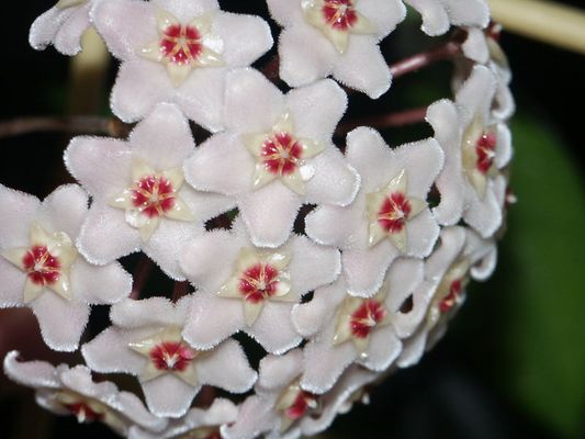 Wachsblume / Porzellanblume