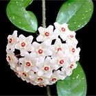 Wachsblume, Porzellanblume (Hoya carnosa)