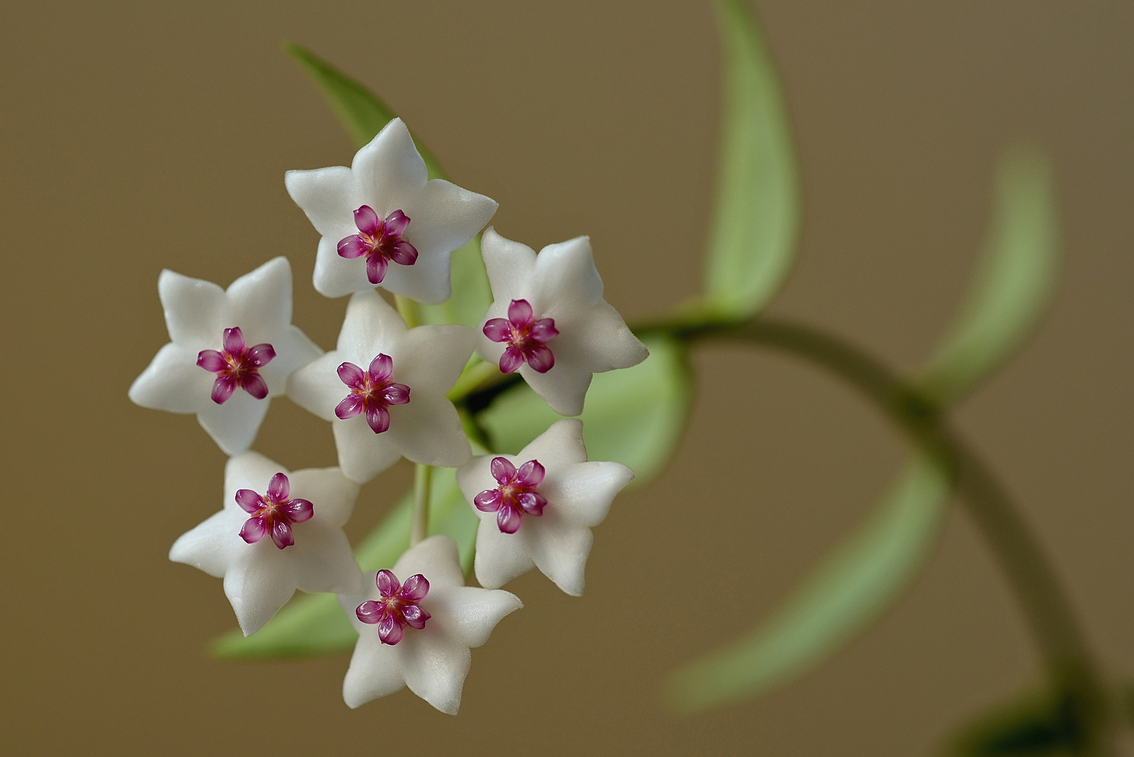 Wachsblumen (Hoya), auch Porzellanblumen genannt, nach 7 Jahren blüht sie wieder,.....