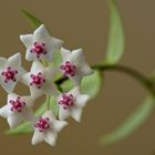 Wachsblumen (Hoya), auch Porzellanblumen genannt, nach 7 Jahren blüht sie wieder,.....