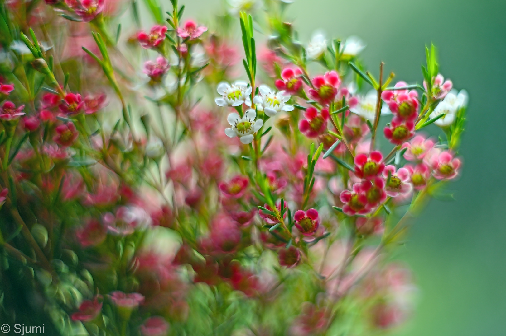 Wachsblumen Zauber