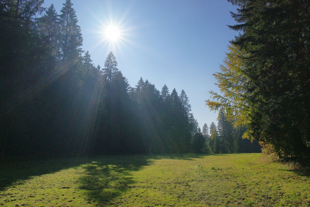 Wachseldornmoos bei Heimenschwand