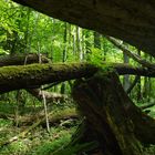 Wachsen und Vergehen - Bialowieza´s Wälder