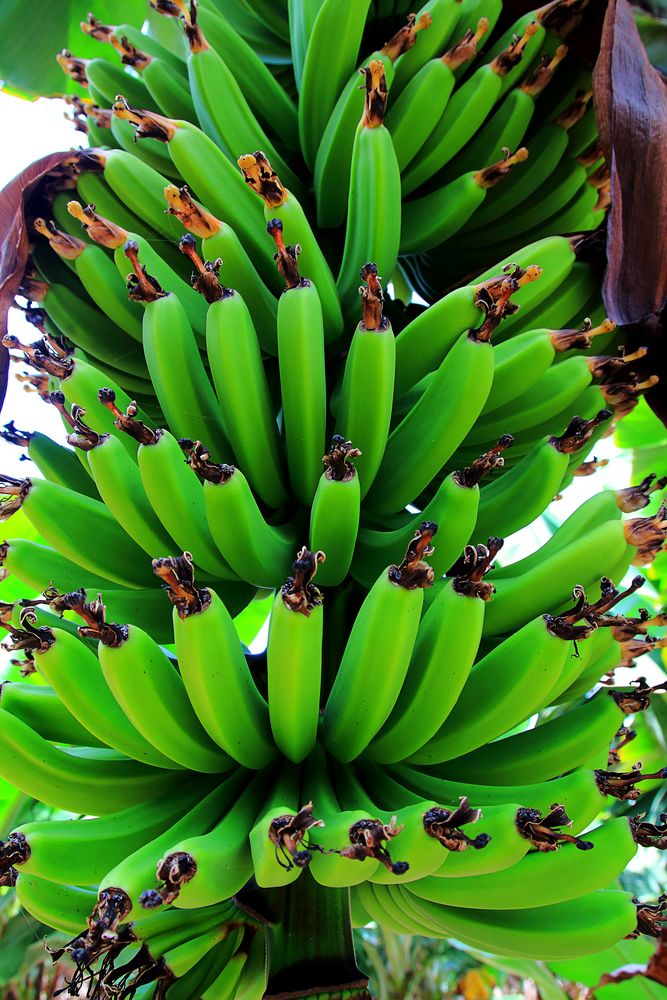 Wachsende Bananen
