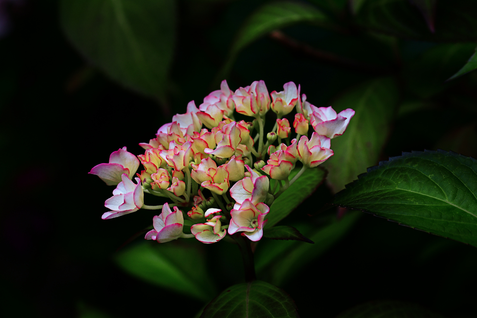 Wachsende Hortensie