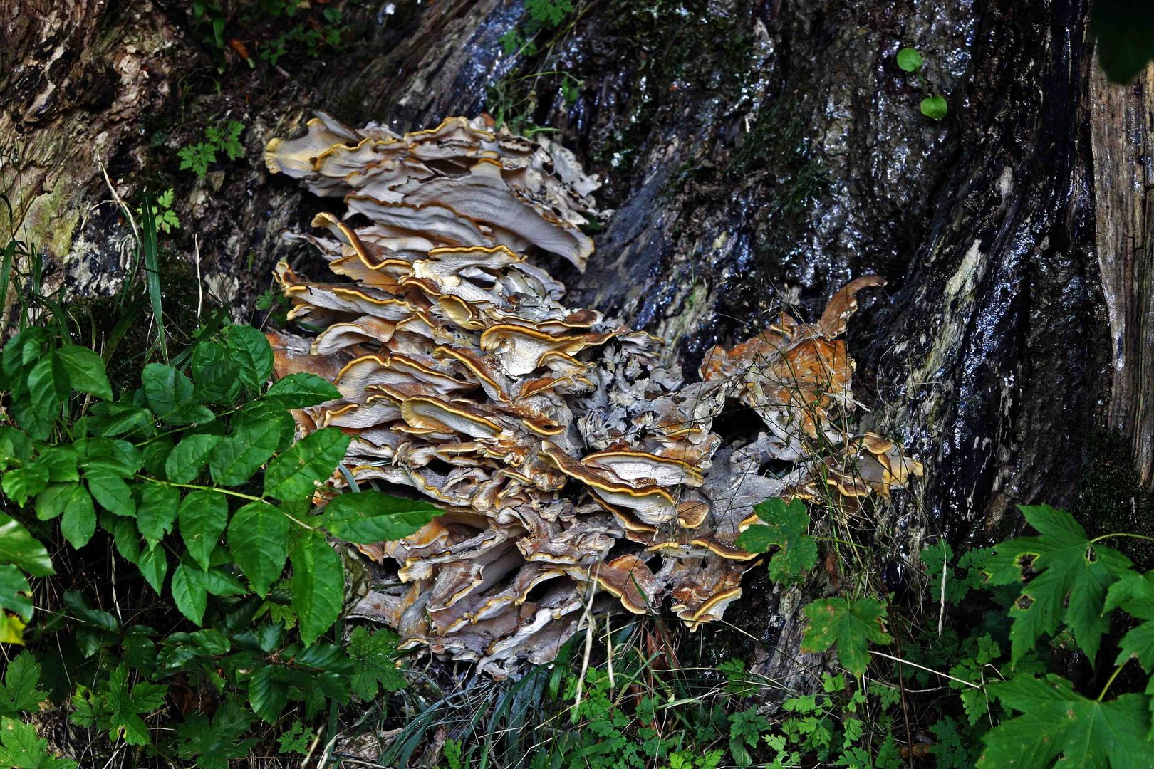 Wachsende Pilze auf Baumstamm auf dem Krumbachweg Foto & Bild deutschland, allgäu, world