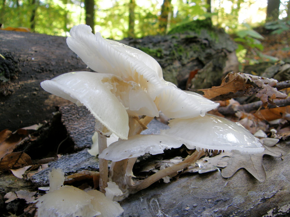 Wachsfigurenkabinett im Wald