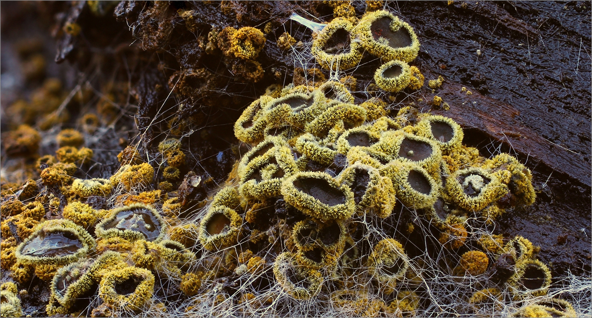 Wachsgelbes Haarbecherchen - Neodasyscypha cerina